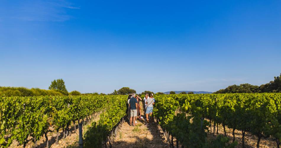 Sunsets Vignerons au Domaine des Garriguettes@Isle sur la Sorgue Tourisme - Julien Abellan