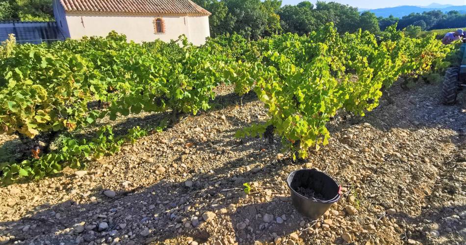 Visite du vignoble et de la cave - Mas des Escarades@Mas des Escarades