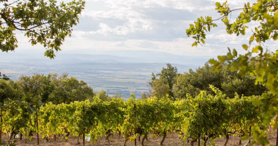 Sentier du vigneron - Domaine de Saint Amant@Domaine de Saint Amant