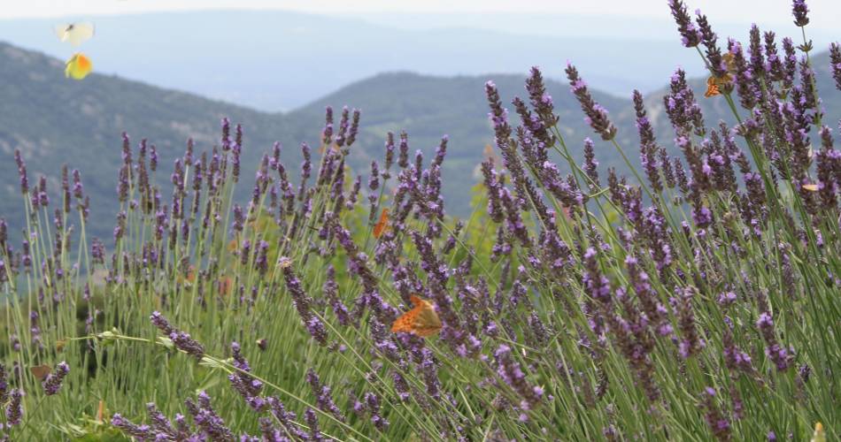 Wijnbouwerspad - Domaine de Saint Amant@DOMAINE SAINT AMANT