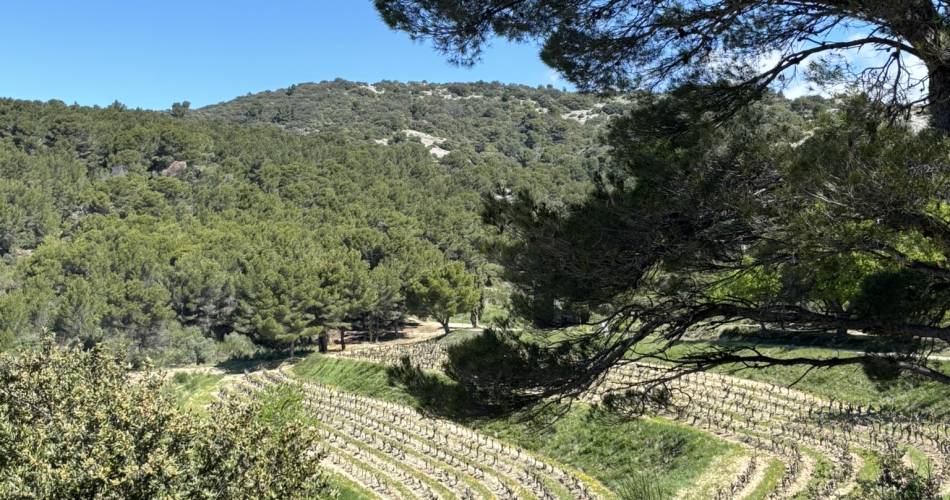 Wijnbouwerspad - Domaine de Saint Amant@DOMAINE SAINT AMANT