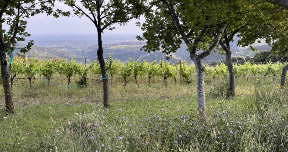 Apéritif au Domaine Saint Amant@DOMAINE SAINT AMANT