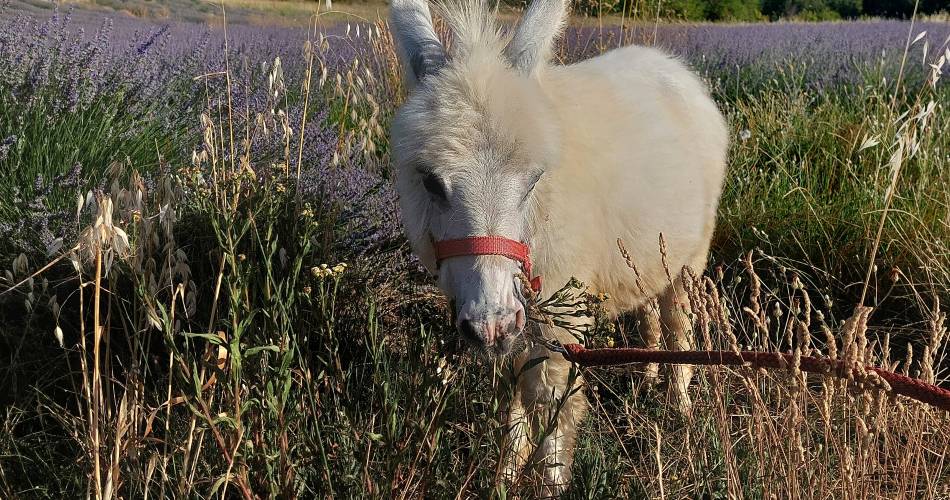 Les P'tits Ânes du Luberon@© Valérie Savary