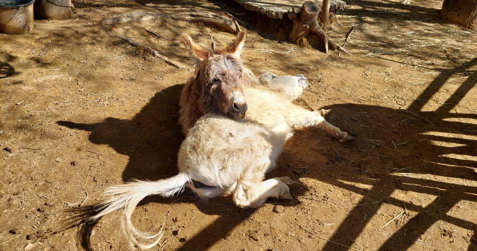 Les P'tits Ânes du Luberon@Valérie Savary