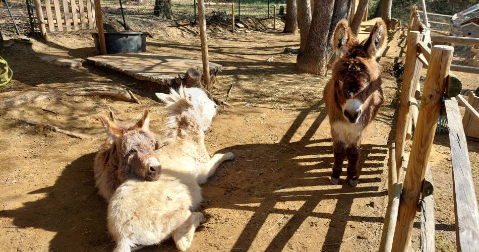 Les P'tits Ânes du Luberon@Valérie Savary