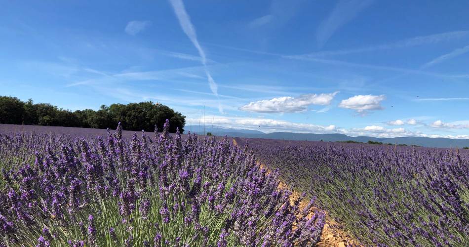 Les Agnels, Lavendeldestileerderij in de Provence@OTI Pays d'Apt Luberon