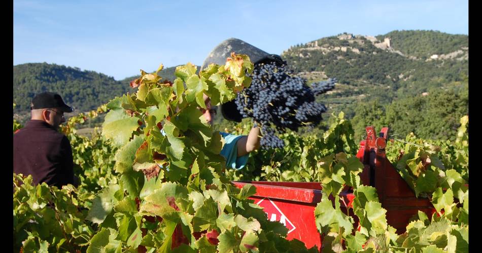 Visite de la cave - Domaine La Roche Buissière@Domaine La Roche Buissière