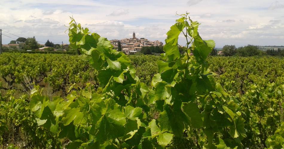 Immersiver Spaziergang durch die Weinberge von Sablet durch das Haus der Weine und des Tourismus@Maison des vins Sablet