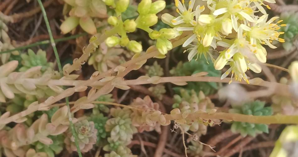 16ème Fête de la Biodiversité et des variétés anciennes@abcc