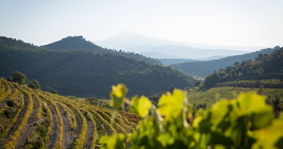 Balade entre histoire et terroir, au cœur des Dentelles de Montmirail au domaine de Cassan@Domaine de Cassan