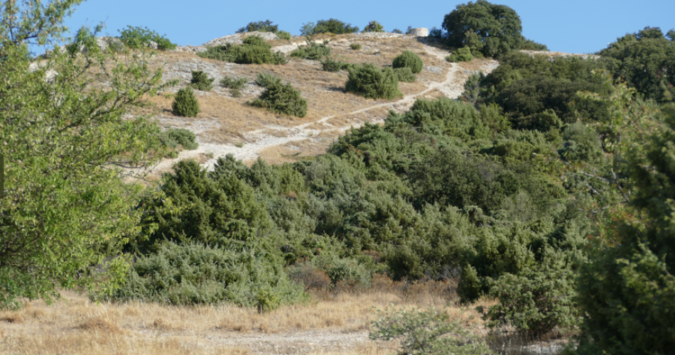 Eurobirdwatch, les oiseaux en migration@©OT Grand Avignon