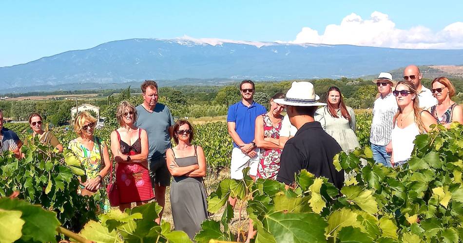 Yoga Wine, éveil des sens au domaine du Chat Blanc@domaine du chat blanc