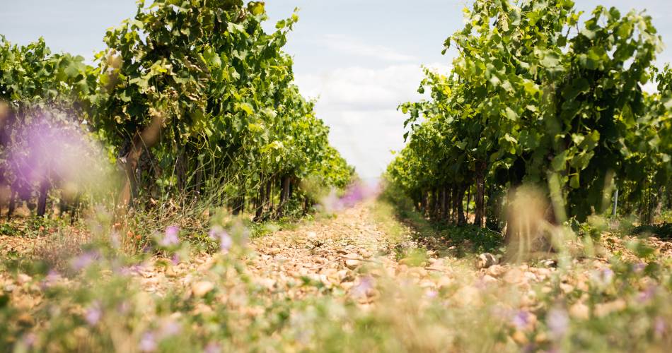 Le voyage du raisin : de la vigne au vin@©Julie Vandal