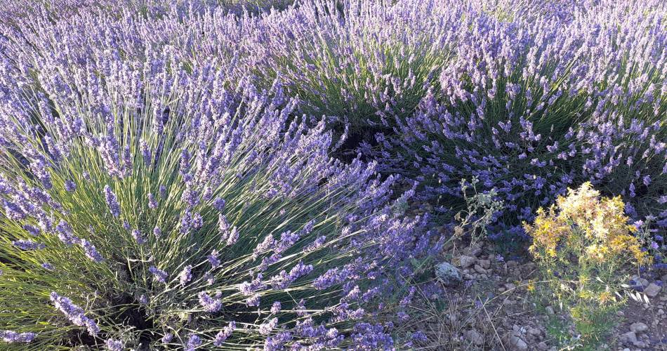 Bastide La Mandarine Bleu Lavande@M RAMBAUD