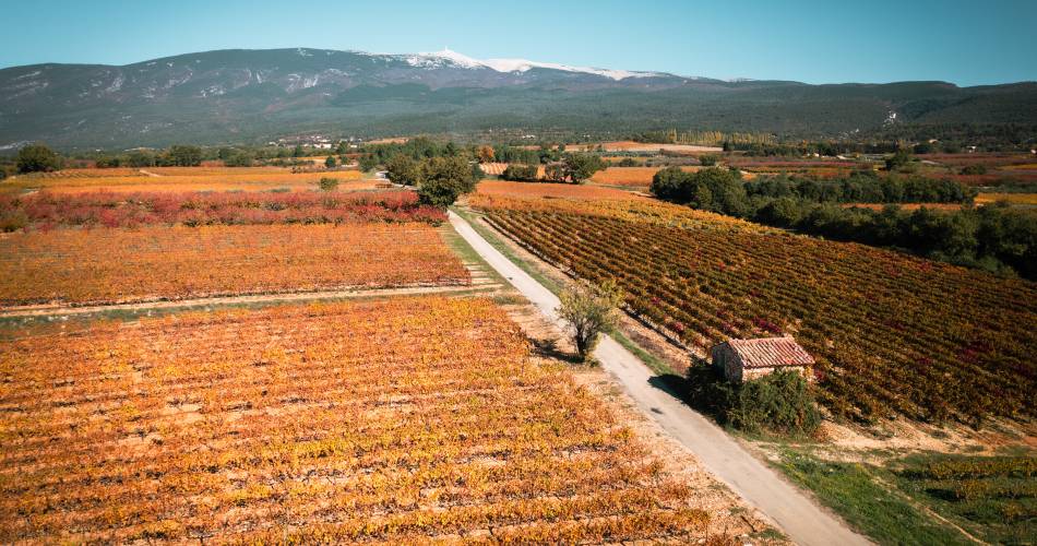 Relai des vignerons à vélo dans le vignoble du Ventoux@Flaveur