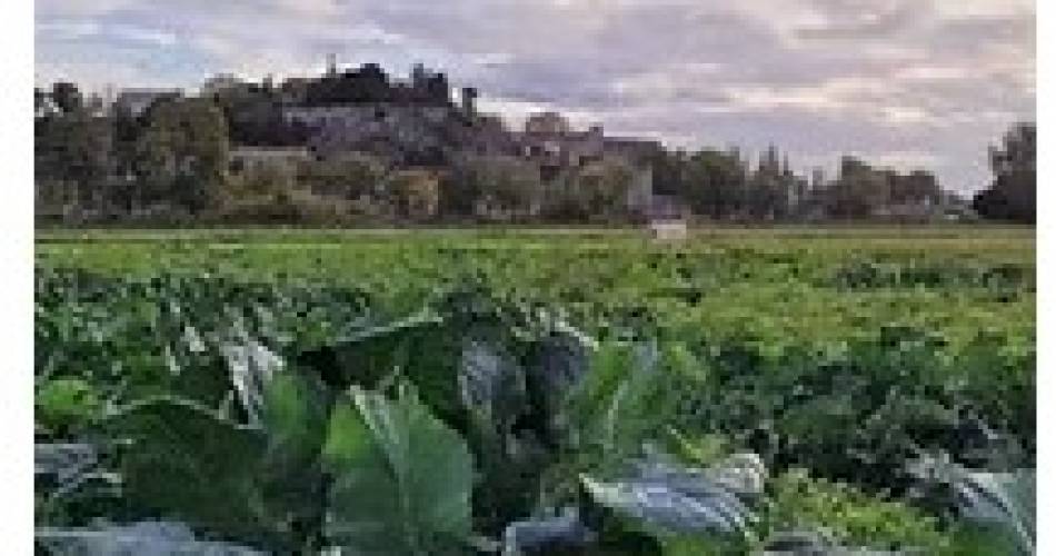 Tour des Gourmands - La Barthelasse, une île agricole@©Grand Avignon