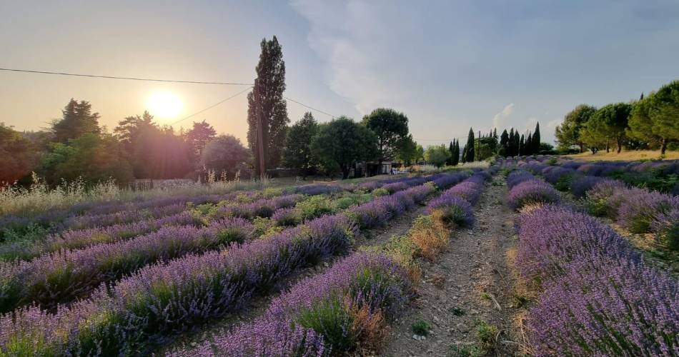 Bastide La Mandarine Atelier Soleil@M RAMBAUD
