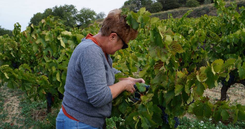 Festival Ventoux Saveurs : Raisin de table en cueillette@Domaine Les Touchines