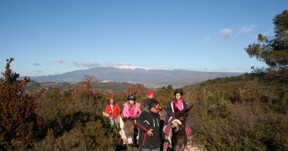 Festival Ventoux Saveurs : Randonnée accompagnée avec les ânes@Venasqu’ânes