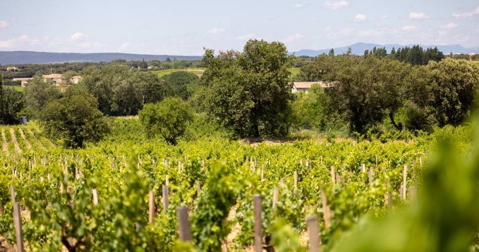 Vigneron d'un jour@©Domaine le Prieuré des Papes