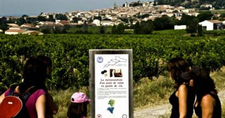 Ausflug in das Weinbaugebiet Châteauneuf-du-Pape@Ulla Reimer