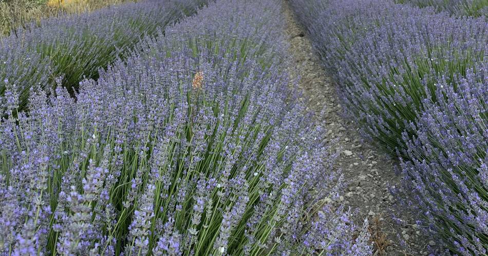 Le Haut Deyme@HIVERT