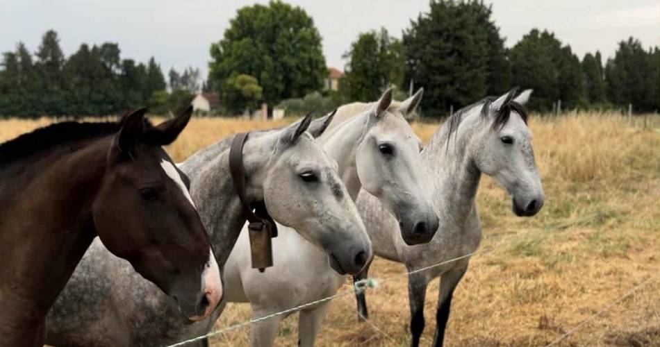 Ecurie Le Pas du Loup@Ecurie Le Pas du Loup_Caumont-sur-Durance