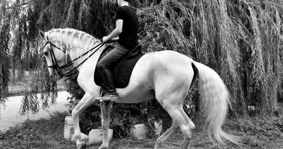 Ecurie Le Pas du Loup@Ecurie Le Pas du Loup_Caumont-sur-Durance