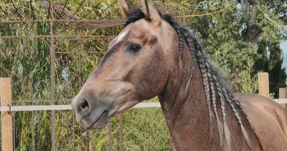 Ecurie Le Pas du Loup@Ecurie Le Pas du Loup_Caumont-sur-Durance