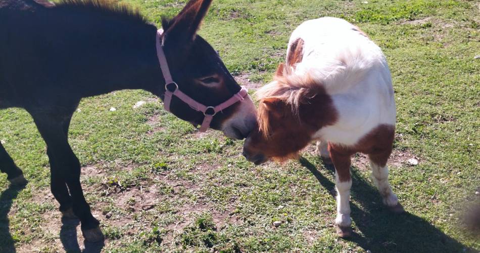 Ecurie Le Pas du Loup@Ecurie Le Pas du Loup_Caumont-sur-Durance