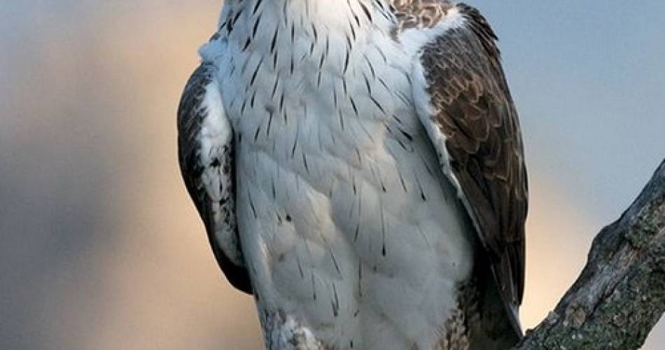 Conférence : L'Aigle de Bonelli, une espèce méconnue des zones humides@Médiathèque - La Nesque Propre