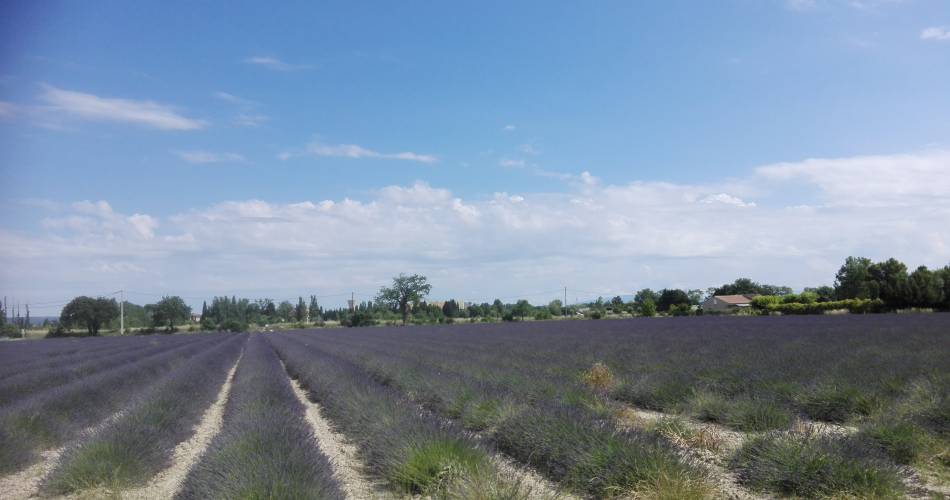 Fietsroute - Van de oude stenen van Orange naar de keien van Châteauneuf-du-Pape@Pays d'Orange Tourisme - RP