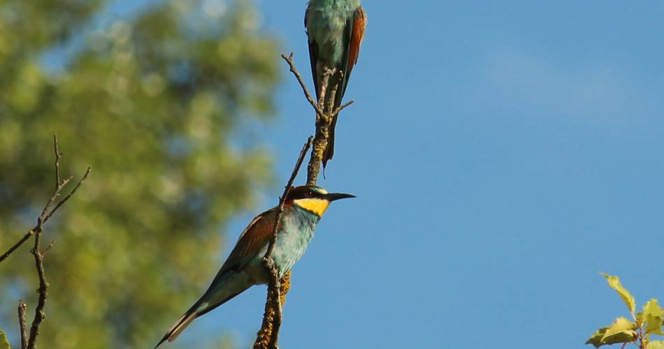 Sortie nature participative sur les oiseaux à Puget@Teurquety Fabrice