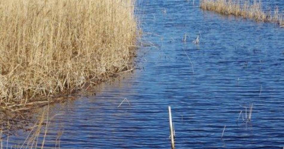 L'Etang Salé de Courthézon@Mairie de Courthézon