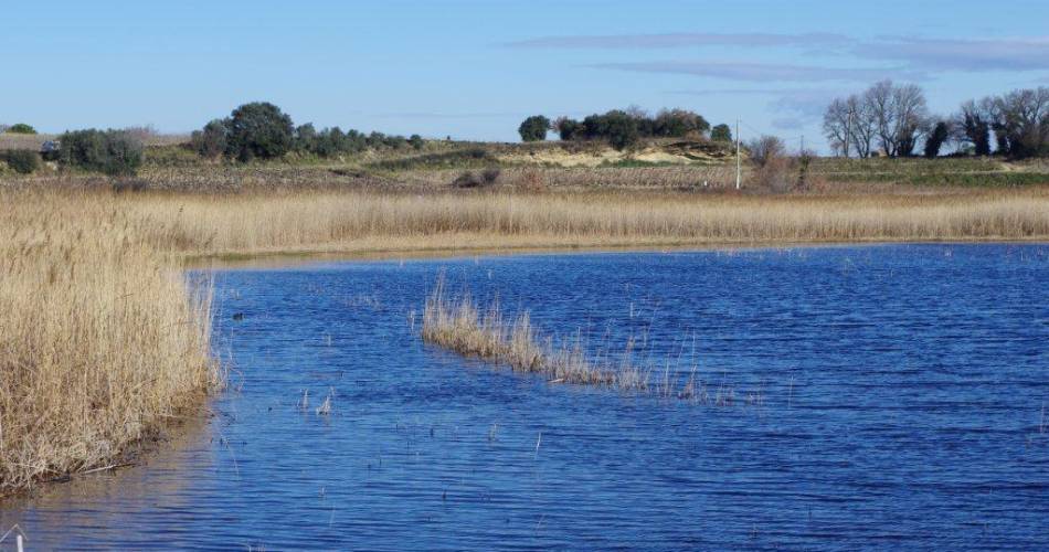 L'Etang Salé de Courthézon@Mairie de Courthézon