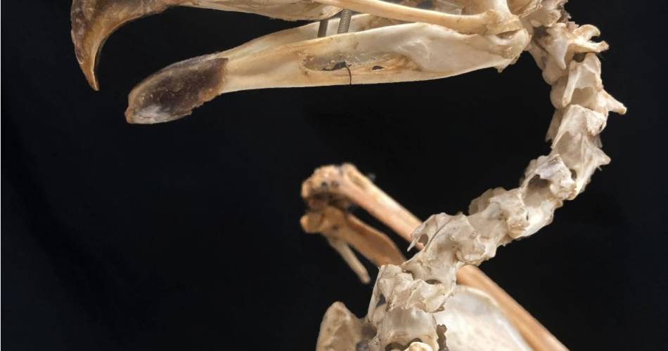 Collection(s) de curiosités - the Requien Museum gets out of its walls@©Ville d'Avignon