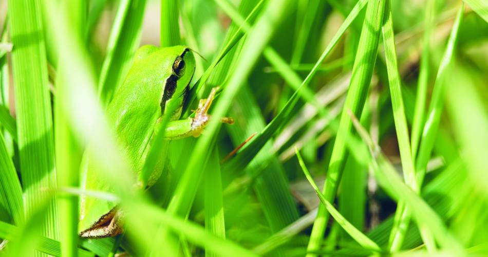 Rendez-vous avec les amphibiens de l’Étang Salé de Courthézon@Émeline PUJOLAS – CEN PACA