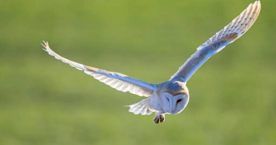 Les rapaces du Luberon@©DavidAllemand