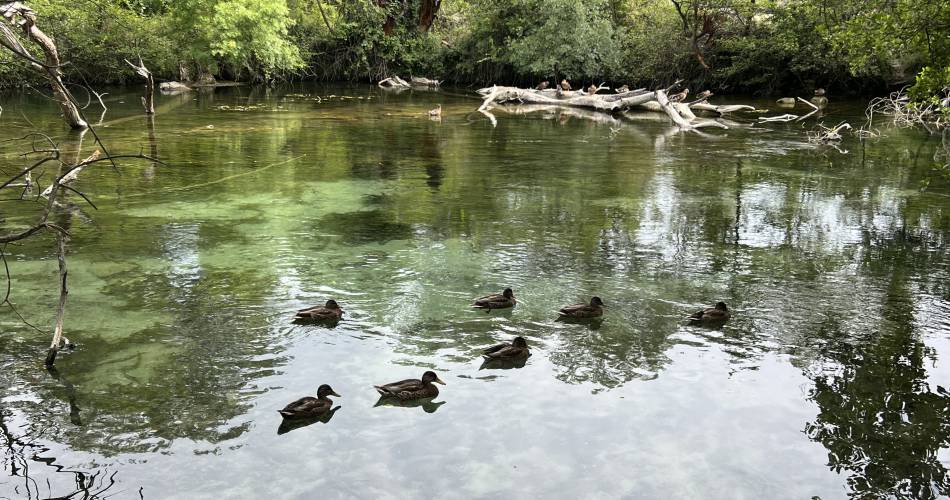 Les animaux aquatiques de la Sorgue - avec Destination Luberon@@Destination Luberon