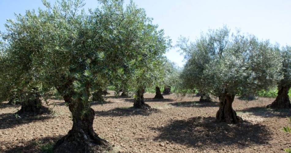 Secrets de vignes et saveurs - Enclave des Papes@L'o Provençale