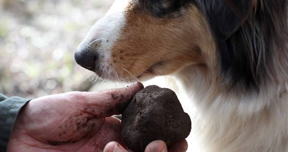 Chasse à la truffe@Chasse à la truffe_L'Isle-sur-la-Sorgue