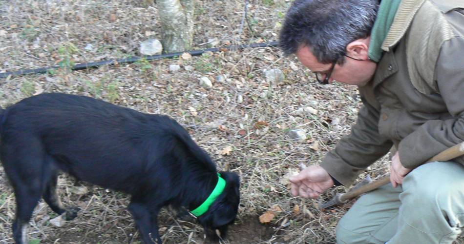 Chasse à la truffe@Chasse à la truffe_L'Isle-sur-la-Sorgue