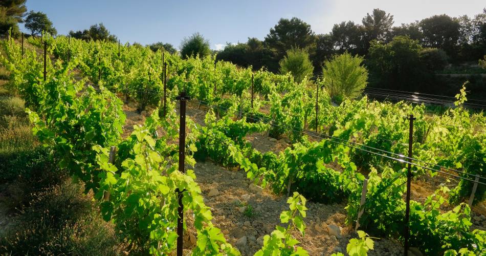 Domaine Richaud@Domaine Richaud