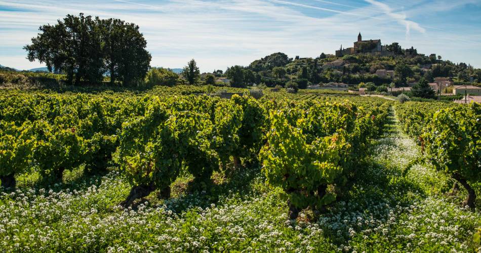 Domaine Richaud@Domaine Richaud