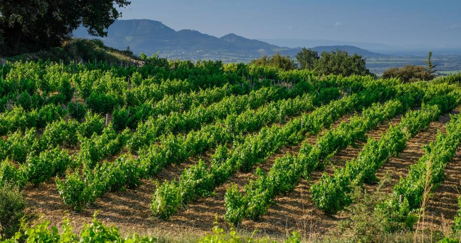 Domaine Richaud@Domaine Richaud