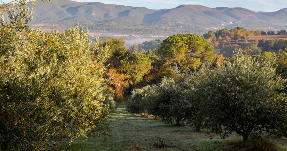 Découverte du moulin à huile d’olive et dégustation@A. Hocquel