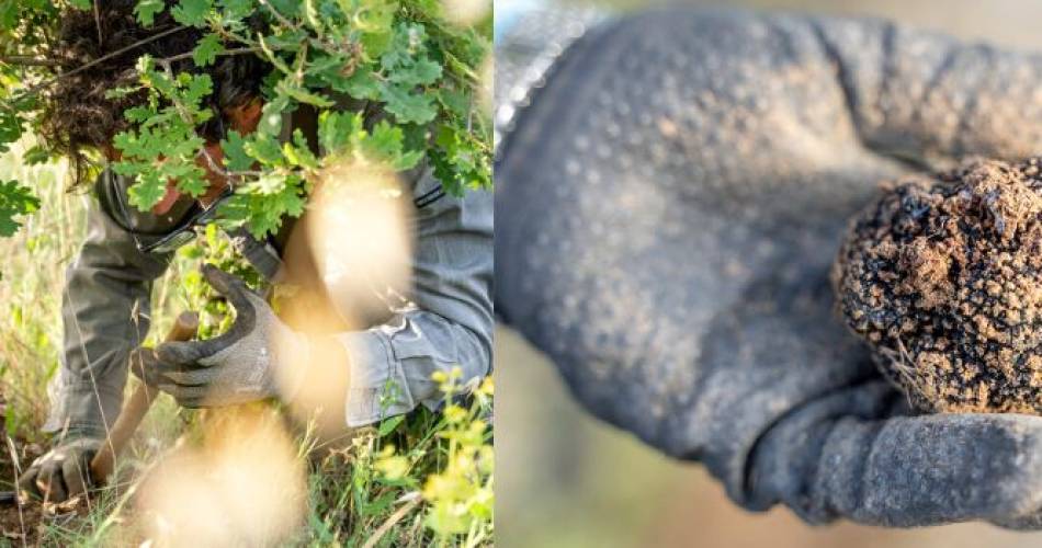 Démonstration de cavage : à la recherche de la reine des truffes : la mélanosporum@Démonstration de cavage