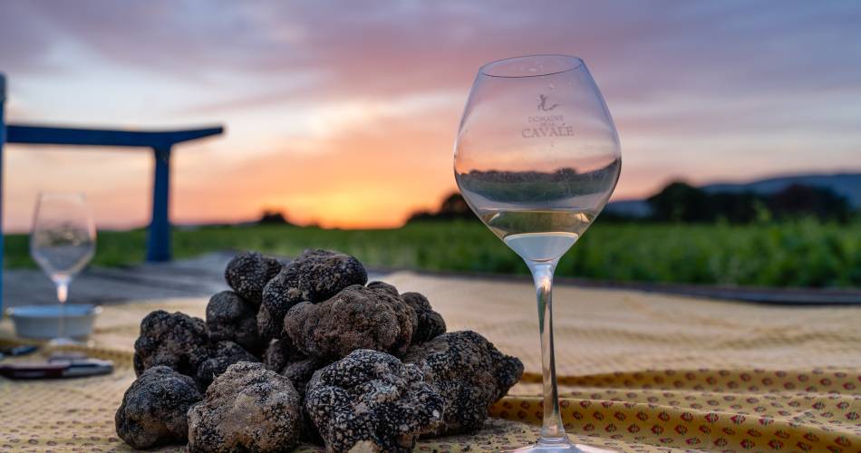 Démonstration de cavage : à la recherche de la reine des truffes : la mélanosporum@Démonstration de cavage