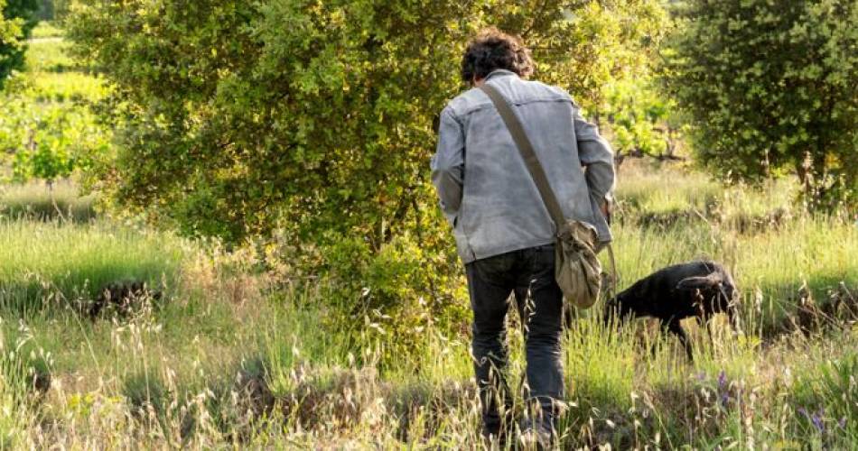 Démonstration de cavage : à la recherche de la reine des truffes : la mélanosporum@Démonstration de cavage