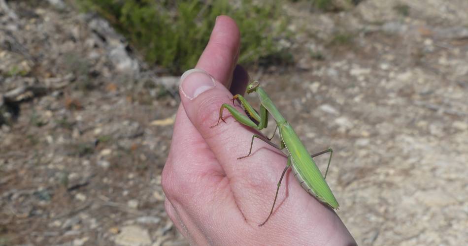 Savante Nature : Balade Nature sur les insectes à Cadenet@Savante Nature : Balade Nature sur les insectes à Cadenet_Cadenet